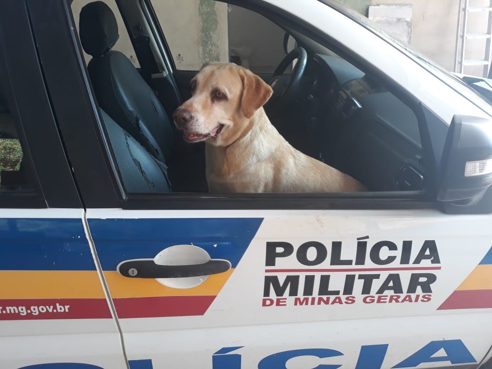 caes-da-policia-militar-1-